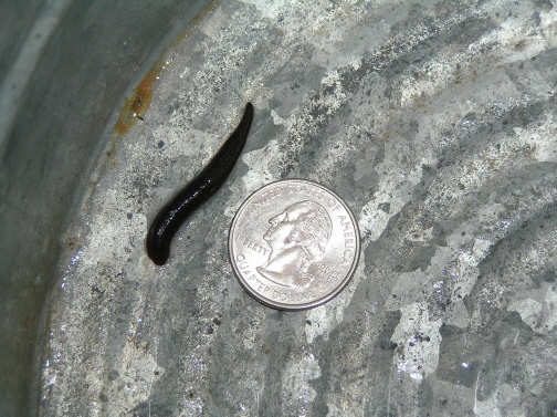 worm leech