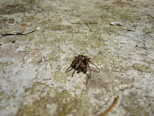 A Romanian spider.