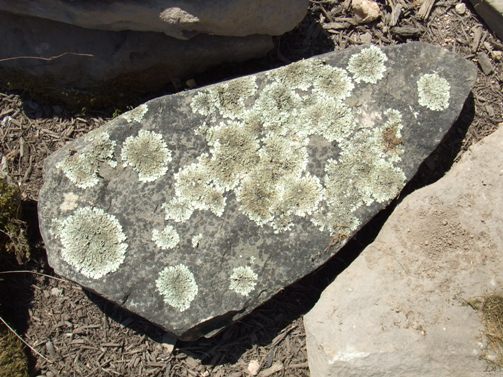 This lichen is alive!  It probably took YEARS to grow this big.