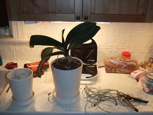I had to remove some aerial roots.