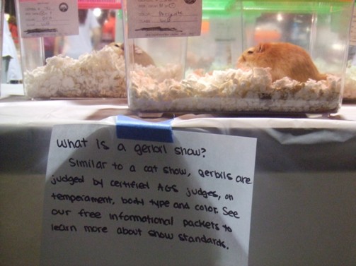 There was a different sign explaining that gerbils are not rats.