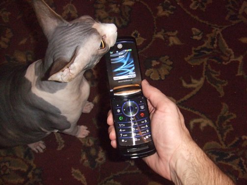 Max says this phone passes the taste test.