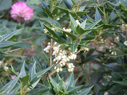 The word osmanthus is derived from Greek osma, meaning 'fragrant', and anthos, meaning 'flower'. 