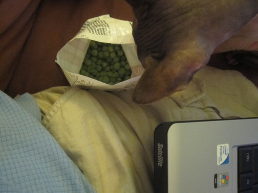 Watching TV, surfing the internet, hanging out with Max, and eating frozen peas.  How could I possibly be bored now?
