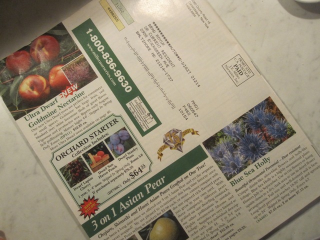 The back of this catalog has a super-dwarf fruit tree AND Blue Sea Holly