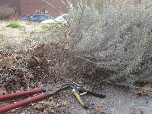 Pruning lavender is a great-smelling job!