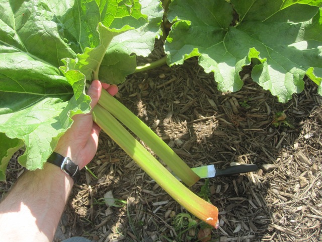 My rhubarb isn't red at all.
