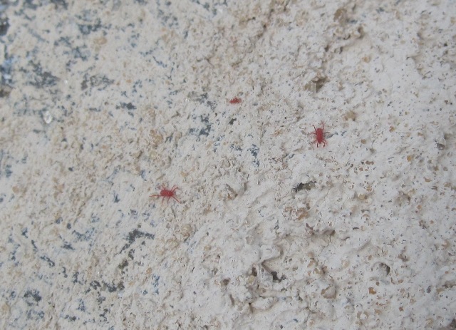 red spider mites on concrete
