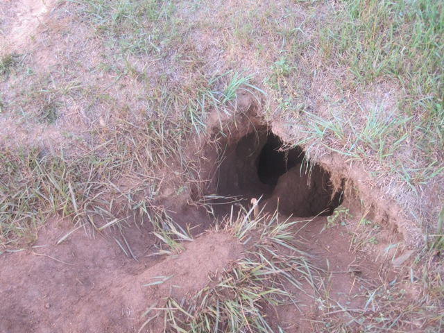 The whole time I was near the hole, I was afraid it would attack me.