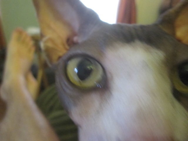 I tried to get a picture of Max licking me, but they all looked weird.  So instead, here's a closeup of his face.
