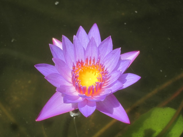 It's called 'Panama Pacific' water lily, and it's gorgeous.