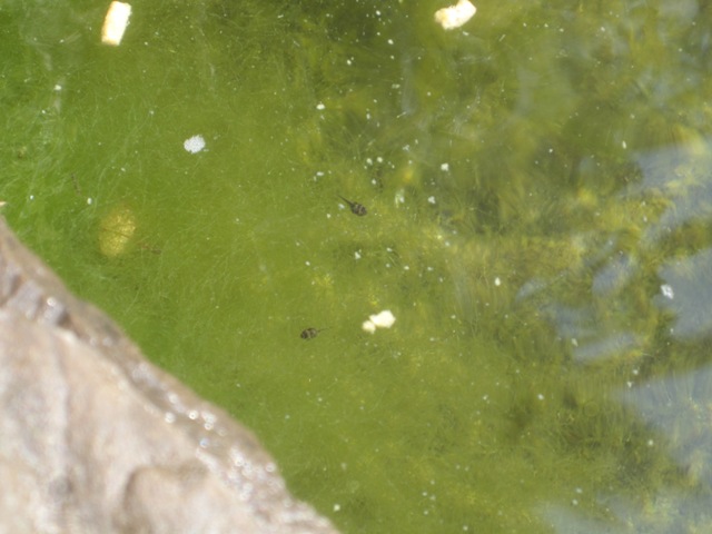 goldfish eggs in pond. They are all over the pond.