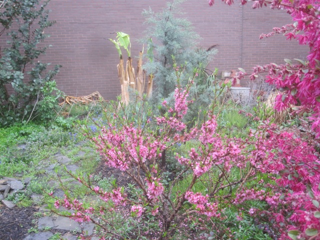 Peach tree in the middle, fringe flower to the right.