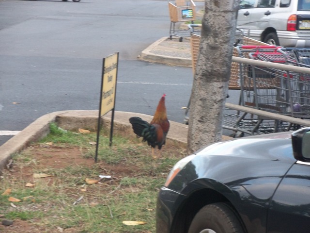Hehe...  There are chickens everywhere in Maui.