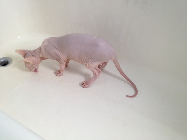 He looks bluish-grey against the white of the tub.