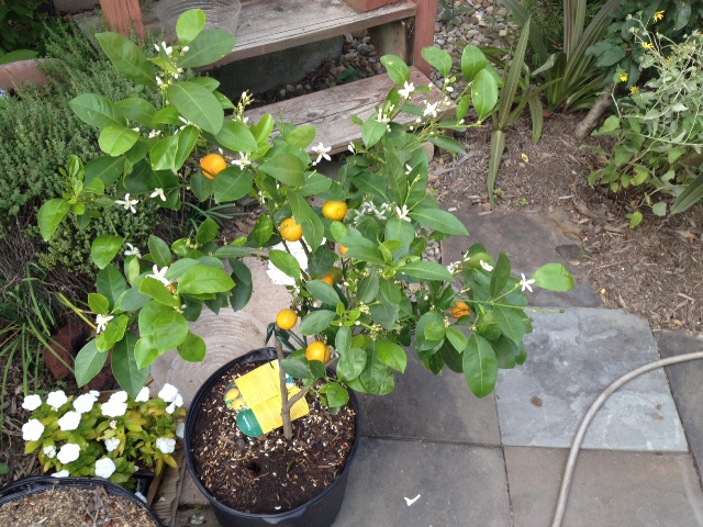 Mmm... citrus...  Some of the best-smelling flowers ever!