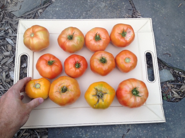 They're so soft that its best to carry them on a tray so the stems don't puncture other tomatoes.