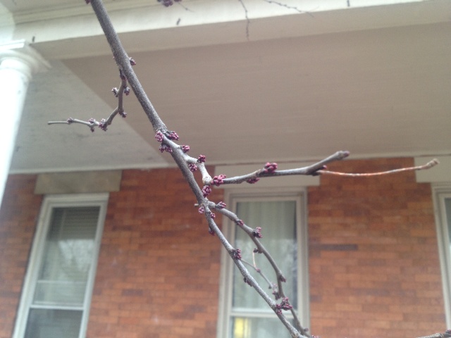 The buds always com out of the thicker branches.