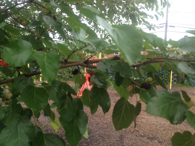 The tree is full of ripe berries right now.