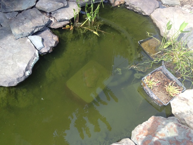 There is so much sediment in my pond, it has already settled on the box.