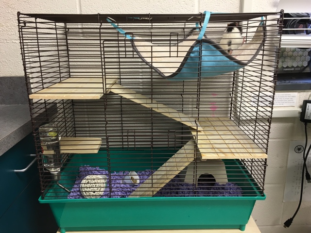 I put the cage next to my desk in the back of the room.
