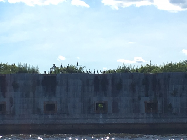 It was crowded with birds.  Theses are cormorants.  I looked it up.