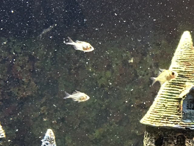 Fish are hard to take a picture of.