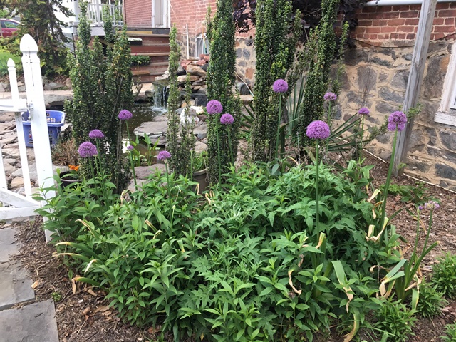 This bed is full of flowers that bloom at different times.  The alliums are first.