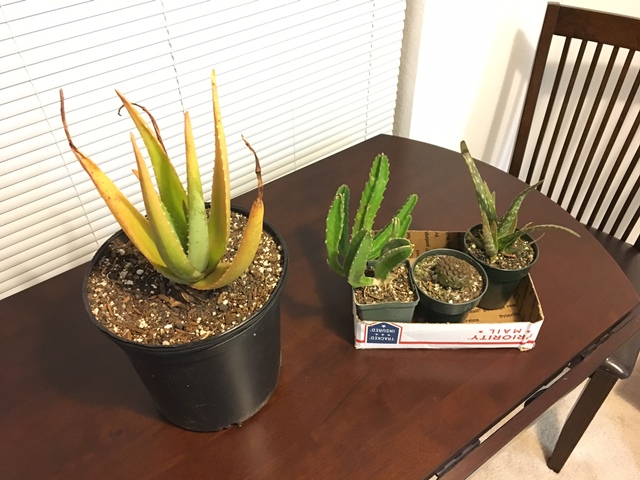 From left to right: aloe barbadensis, stapelia, copiapoa, other aloe