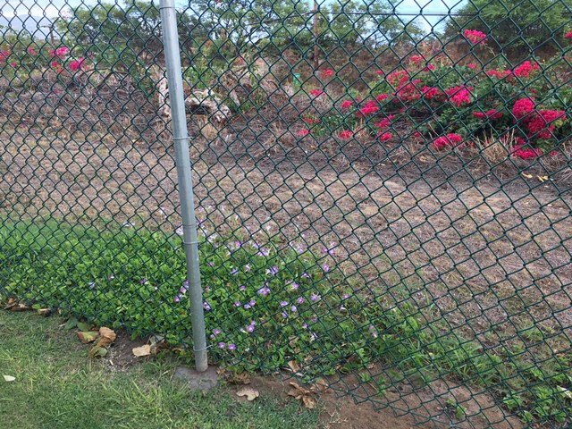 The pink flowers in the back are bougainvillea.  They are usually planted, but they grow like weeds.
