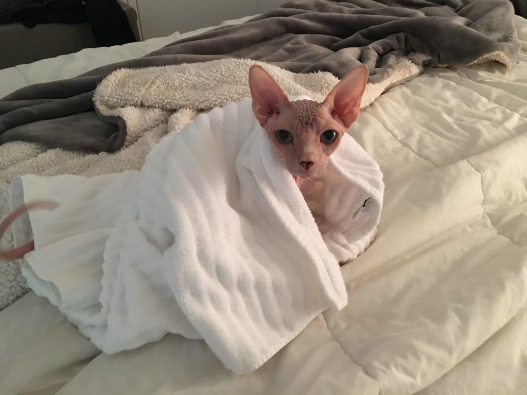 I heat a towel in the dryer to wrap him in after a bath.