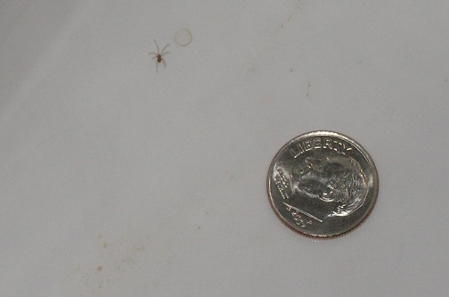 tiny tiny spiders in bathroom by sink